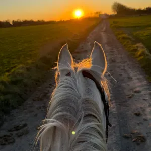 Pet-sitter à Brunehaut - Chiens, chat, chevaux, autres, ... 