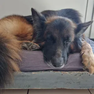 Cherchons personne gentille pour gardé notre Nanouk 