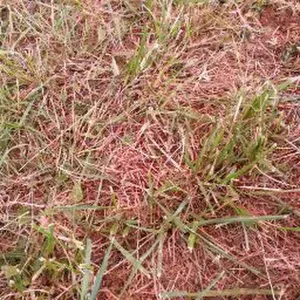 Offerta di lavoro per pulizie a Caerano di San Marco