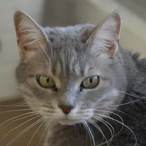 A la recherche de chat sitter