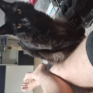 Puesto para cuidador de mascotas en Jerez de la Frontera