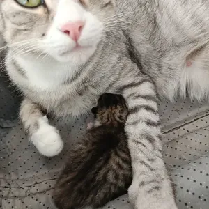 Pet sitting a- Cervia, Cesenatico Cesena e zone limitrofe 