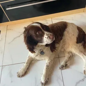 garde de chien