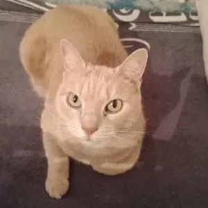 femme de ménage dans  les écoles 