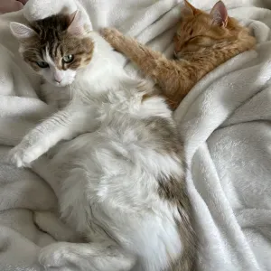 Pet-sitter à toulouse (vers fenouillet)