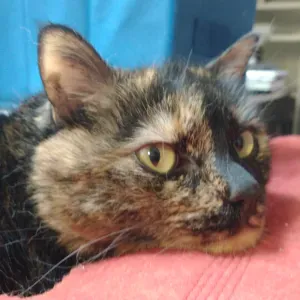 Cherche hôte pour chatte 10 ans, du 25 juillet au 5 août.