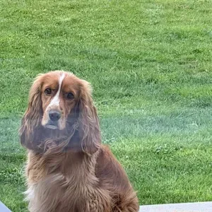 Je cherche femme de ménage 