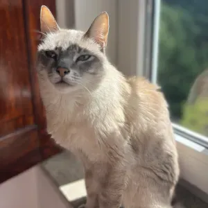 Job offer for a petsitter in Braga