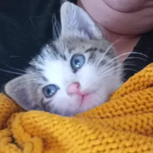 Signora x pulizie domestiche