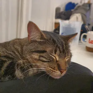 Garde chat 7 jours en  Juin