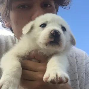 Passeggiatore/Dog sitter