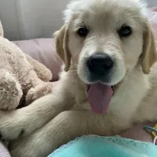 Recherche aide ménagère jusqu'à 2 matinées/sem (8h)