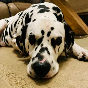 Garde chez le pet-sitter