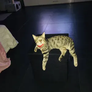 Femme de ménage et garde-enfants