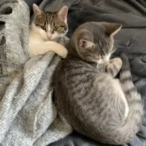 Garde d'animaux à votre domicile Paris 
