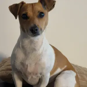 Cherche un Petsitter le temps de 2h maximum