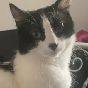 Pet-sitter a Caen à vos services