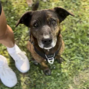 Looking for someone to stay with our Kali for 10 days 🐶