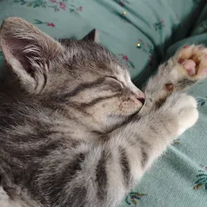 Empleada de hogar sería y responsable