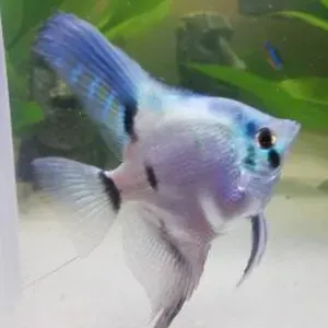 Estou à procura de uma empregada de limpeza perto de mim