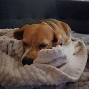 Emploi de Petsitter Arcachon