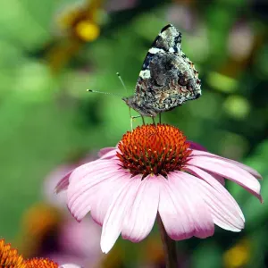 Posição para um empregado de limpeza em Vila Real
