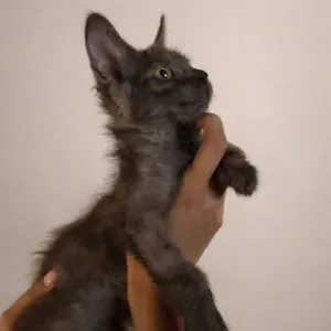 Pet-sitter a l'île de la réunion