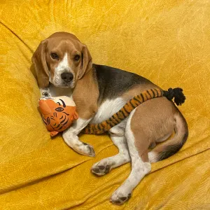 Pet-Sitter autour de mâcon et Cluny 