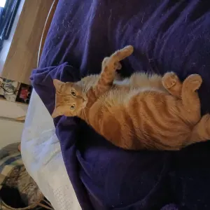 Pet-sitter pour mon chat