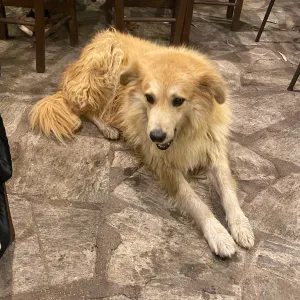 Amoureuse des animaux à Reims 