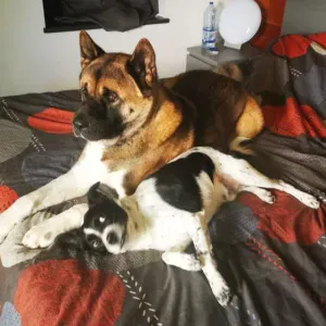 Recherche pet-sitter du 19 au 30/11 à mon domicile