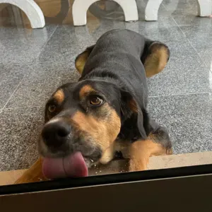 Pet sitting em lisboa, oeiras e arredores 