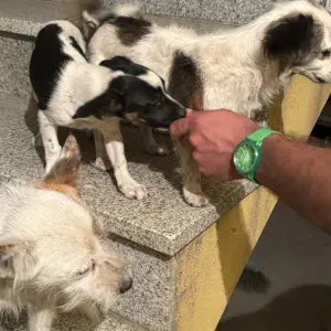 services de soins pour animaux