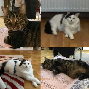 Cerco un servizio di pulizie vicino a me