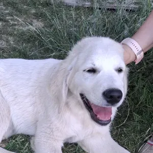 Recherche pet sitter