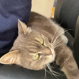 Recherche d'un pet sitter pour mon chat