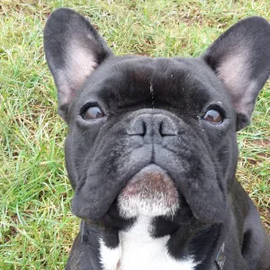 Femme de ménage à domicile Weiswampach