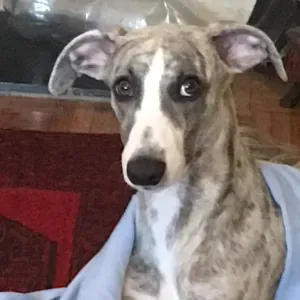 Recherche petsitter à moins de 1 km à 1150 pour chiot