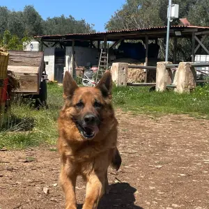 Dogsitter Bari e provincia mi sposto 