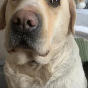 Sono brava con esperienza e disponibile 