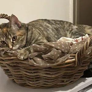 Gardienne de vos animaux d'amour 