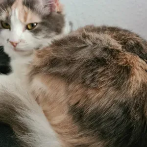 Recherche pet-sitter pour rendre visite à 2 chats