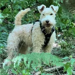 Recherche d'un Pet Sitter