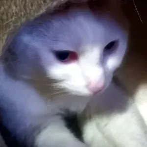 De vraies vacances pour vos animaux!!🐕🐈