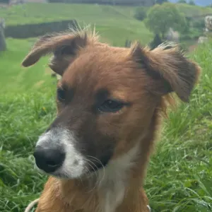 Pet Sitting de Valença até Viana