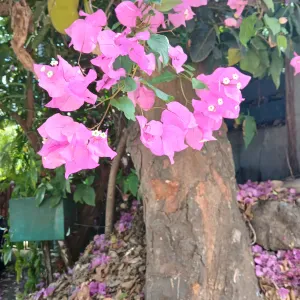 Femme de ménage expérimenté et respectueuse.