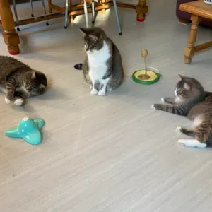 CHERCHE PERSONNE SERIEUSE DU 1 AU 8 JUIN 2025