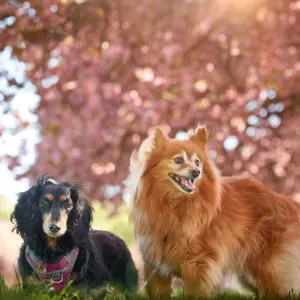 Offre d'emploi pour un(e) petsitter à Figeac