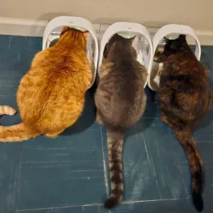 Visite de 3 chats à mon domicile