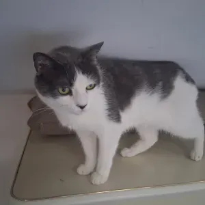 GARDE ANIMAUX PRES DE BASTELICA
